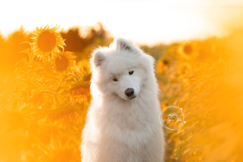 Séance Photo Chien Tournesols - Photographe Saint-Etienne Loire